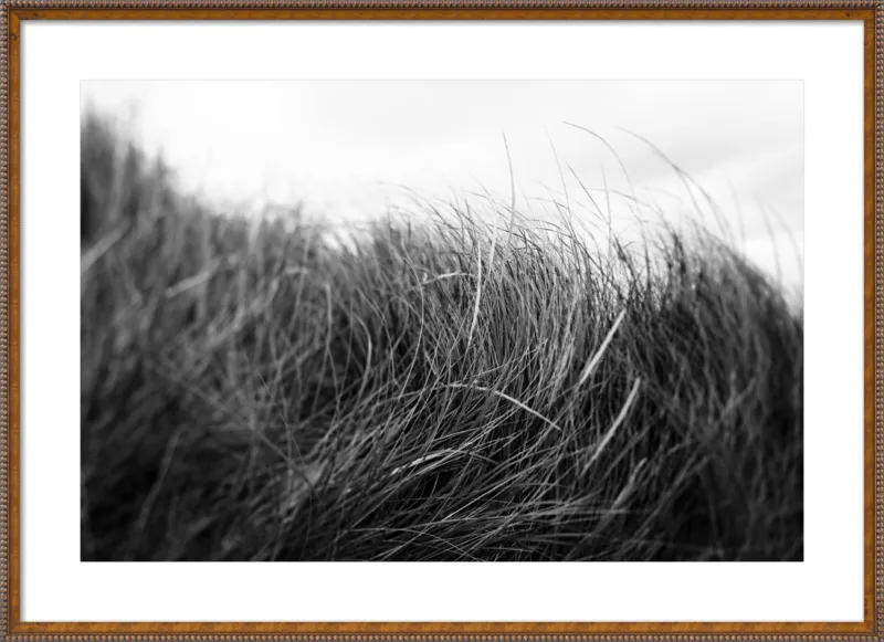 Beach Grass #3 by Alicia Bock for Artfully Walls
