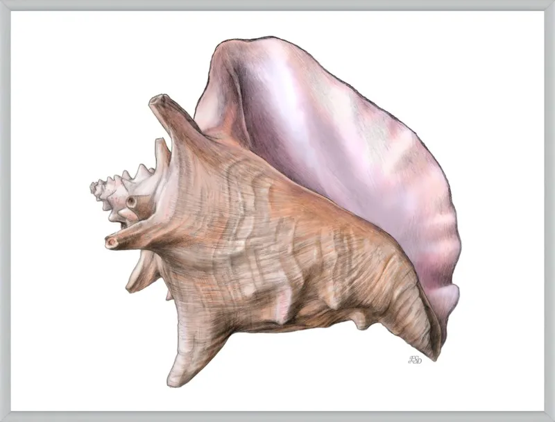 Queen conch  by Emily S. Damstra for Artfully Walls
