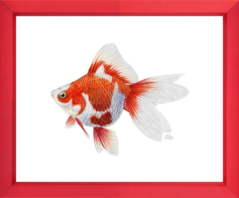 Japanese ryukin goldfish by Emily S. Damstra for Artfully Walls
