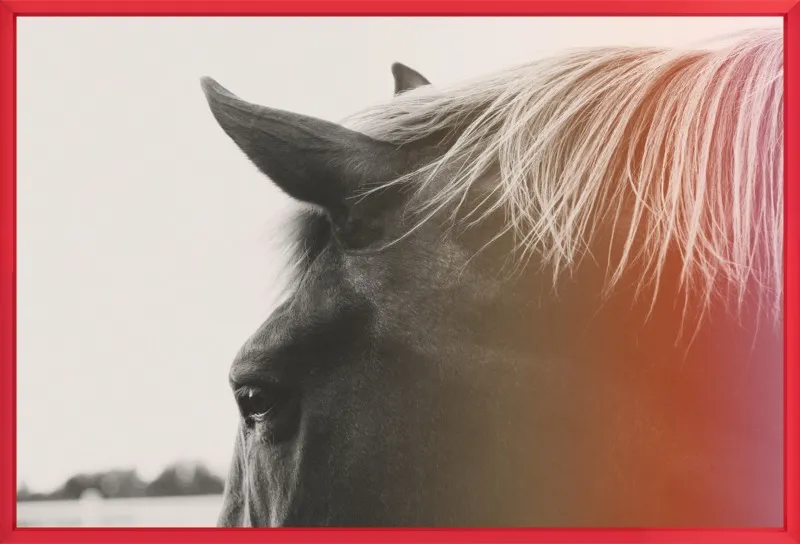 Pink Pony by Alicia Bock for Artfully Walls