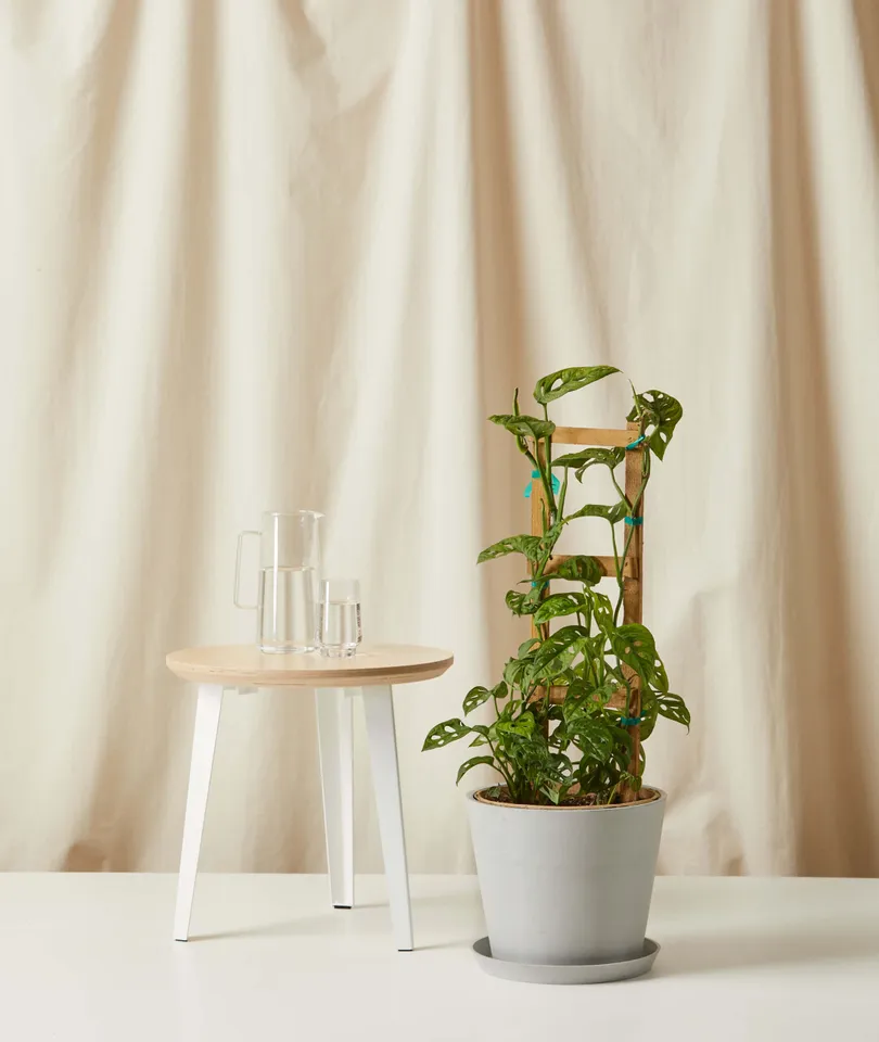 Monstera Adansonii Trellis -  Stone