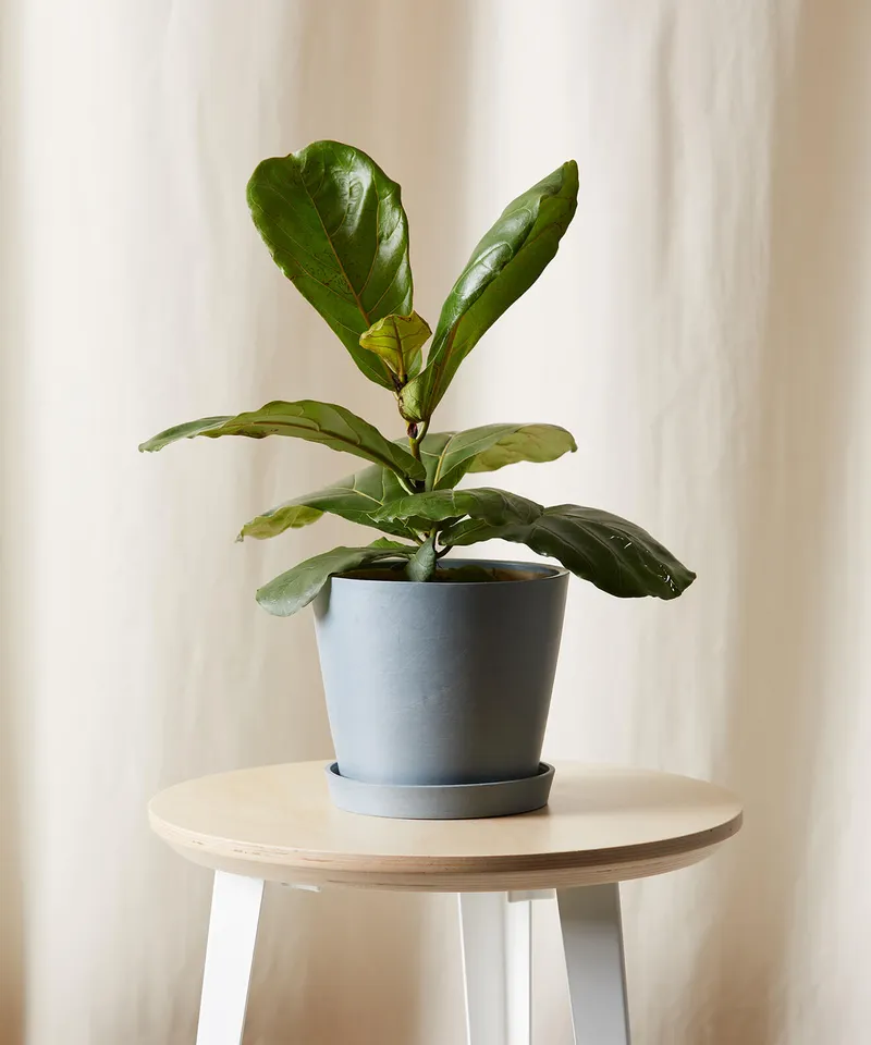 Little Fiddle Leaf Fig -  Slate