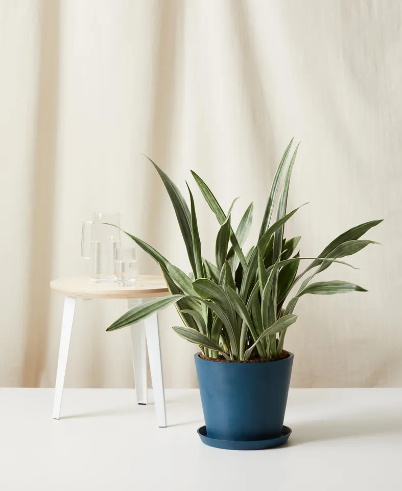 Sansevieria Sayuri -  Indigo