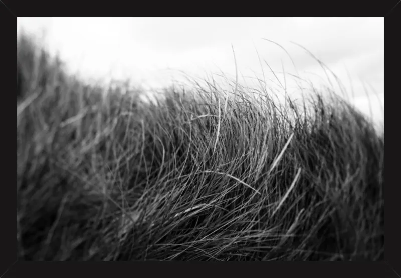 Beach Grass #3 by Alicia Bock for Artfully Walls
