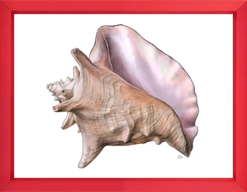 Queen conch  by Emily S. Damstra for Artfully Walls
