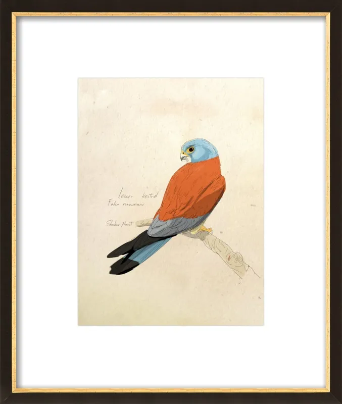 Lesser Kestrel by Shahar Navot for Artfully Walls