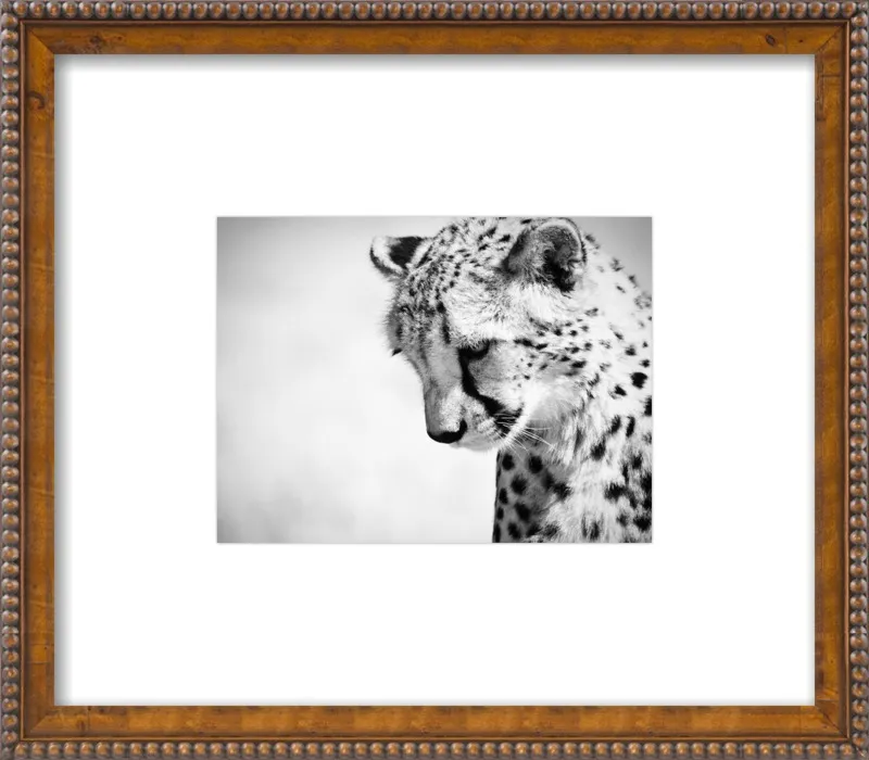 Cheetah VII by Beth Wold for Artfully Walls