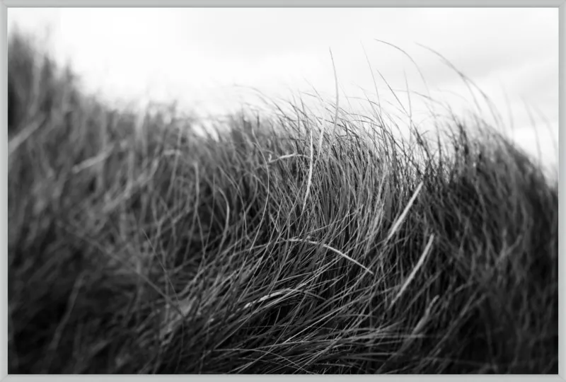 Beach Grass #3 by Alicia Bock for Artfully Walls