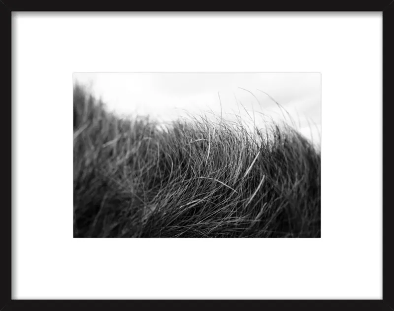 Beach Grass #3 by Alicia Bock for Artfully Walls