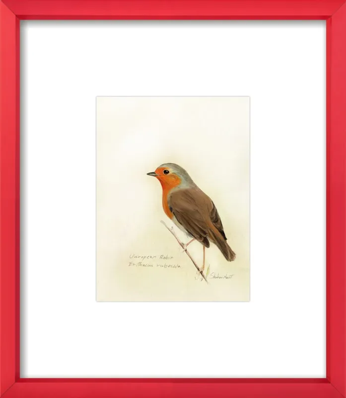 European Robin by Shahar Navot for Artfully Walls