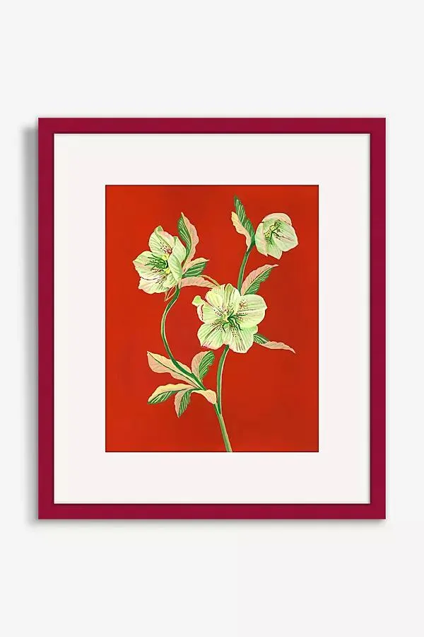 Hellebore Wall Art