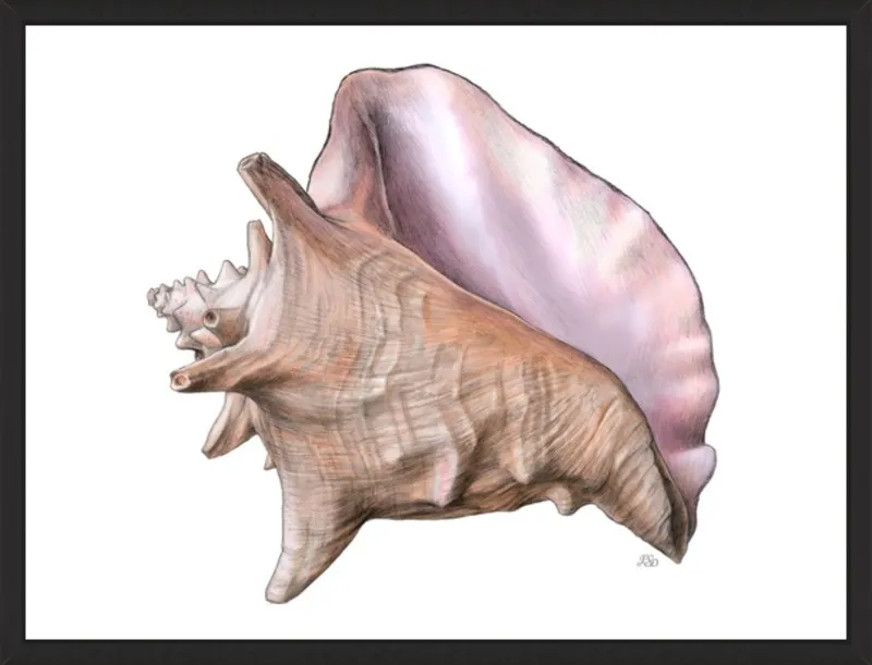 Queen conch  by Emily S. Damstra for Artfully Walls