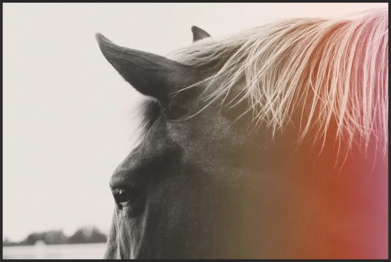 Pink Pony by Alicia Bock for Artfully Walls