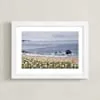 Seaside Daisies Limited Edition Fine Art Print