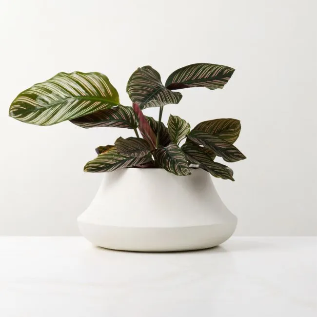 Sakina Ivory Faux Plaster Indoor/Outdoor Small Planter Bowl 6.75"H