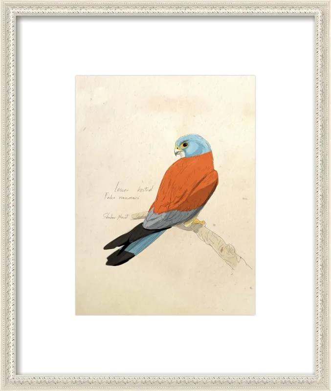 Lesser Kestrel by Shahar Navot for Artfully Walls