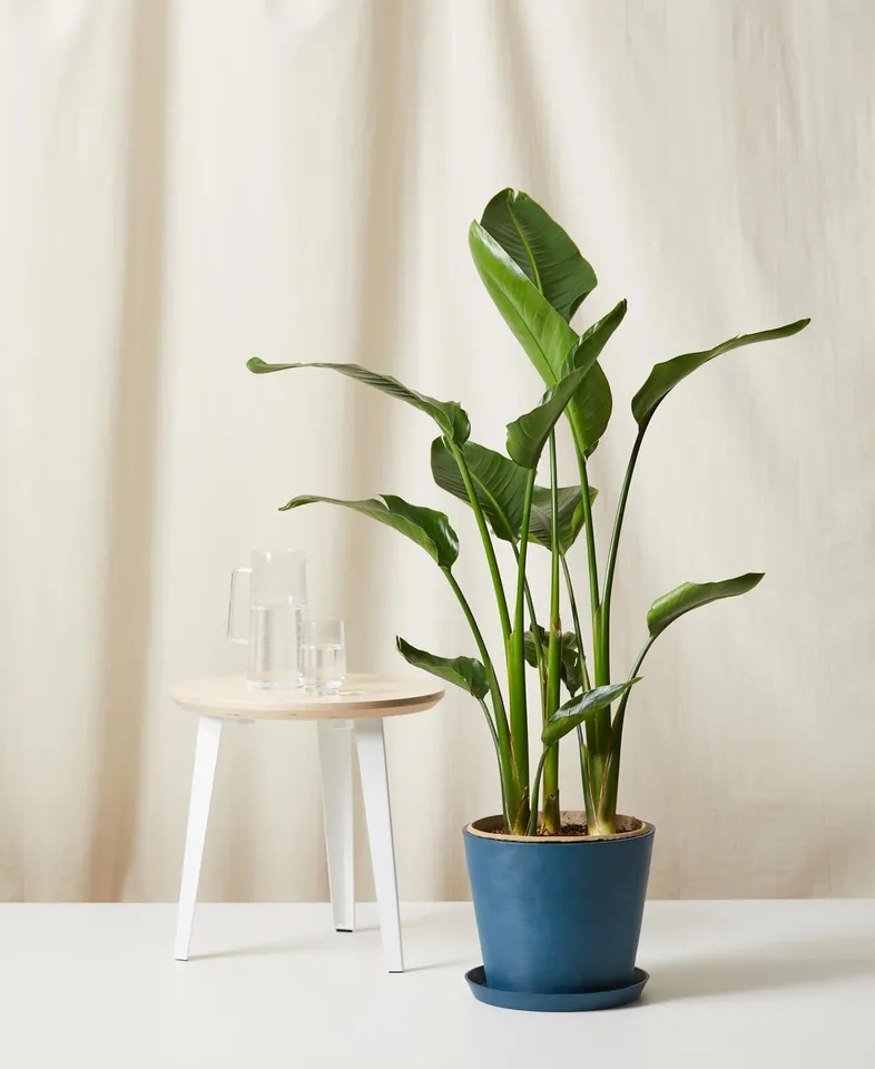 Fiddle Leaf Fig, Indigo Pot