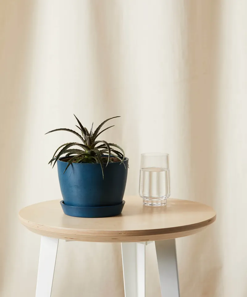 Dyckia Grape Jelly -  Indigo