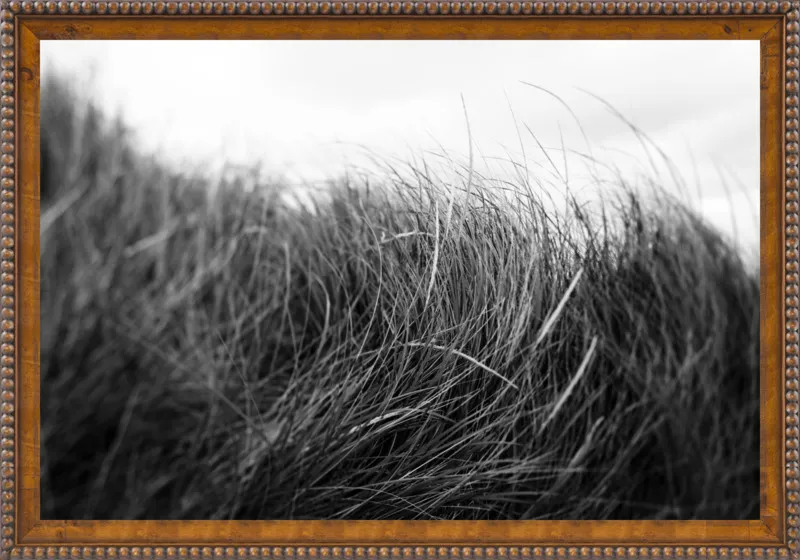 Beach Grass #3 by Alicia Bock for Artfully Walls