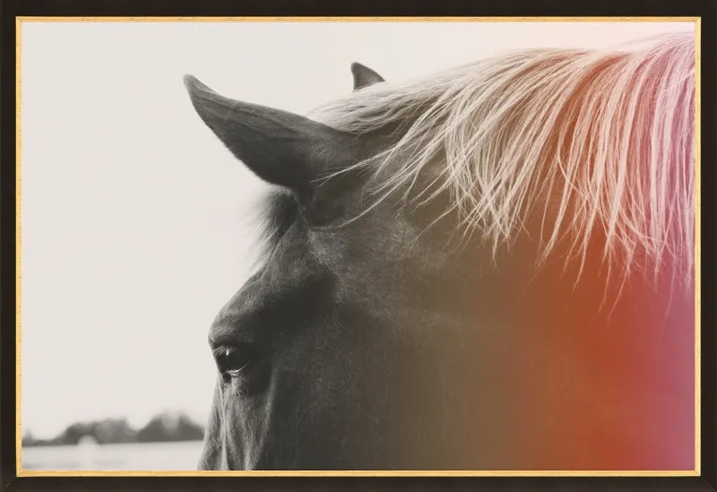 Pink Pony by Alicia Bock for Artfully Walls