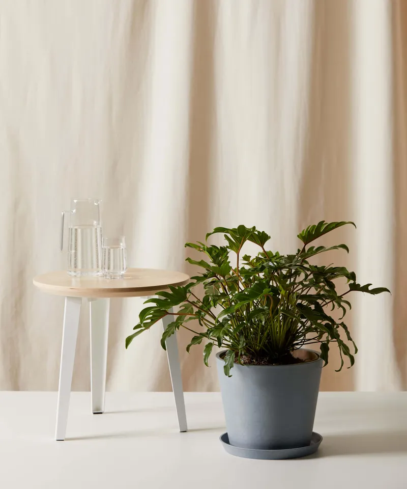 Philodendron Xanadu -  Slate