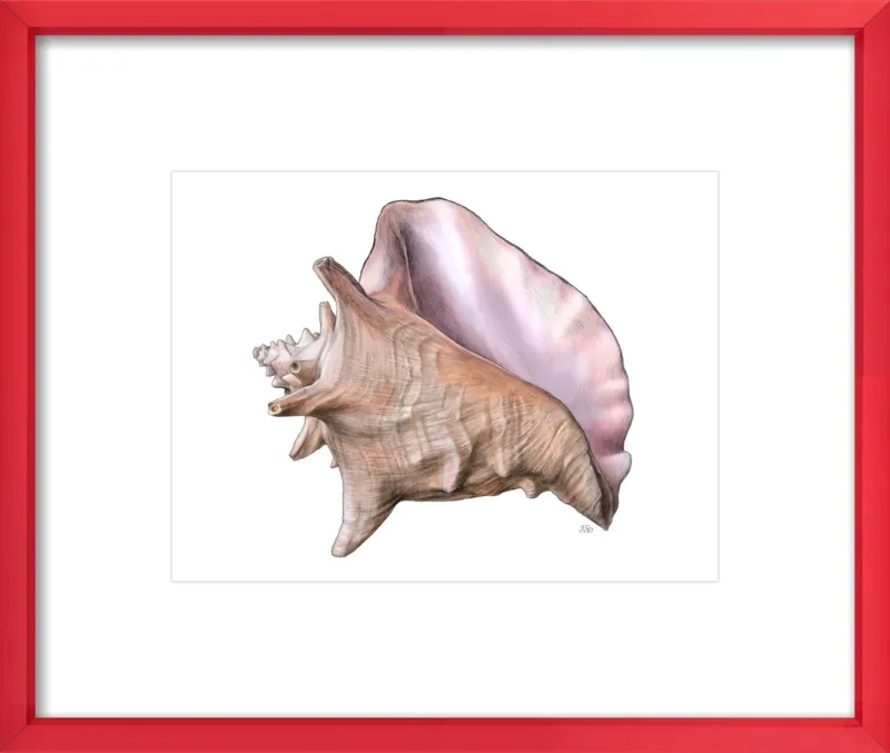 Queen conch  by Emily S. Damstra for Artfully Walls