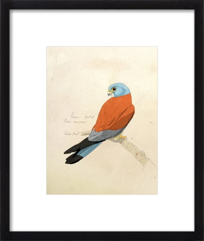 Lesser Kestrel by Shahar Navot for Artfully Walls
