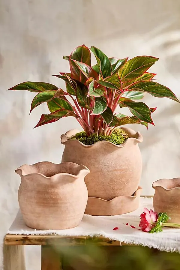 Terracotta Pie Crust Rim Planter, Round
