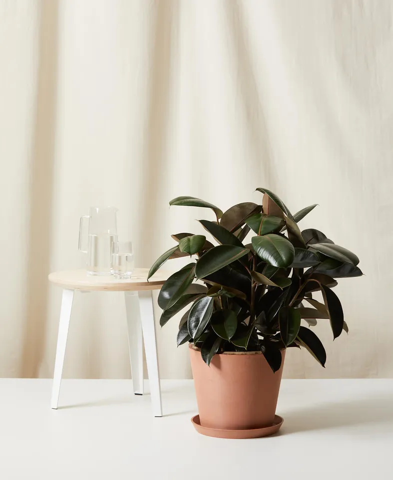 Burgundy Rubber Tree -  Clay