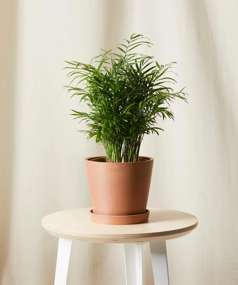 Parlor Palm -  Clay