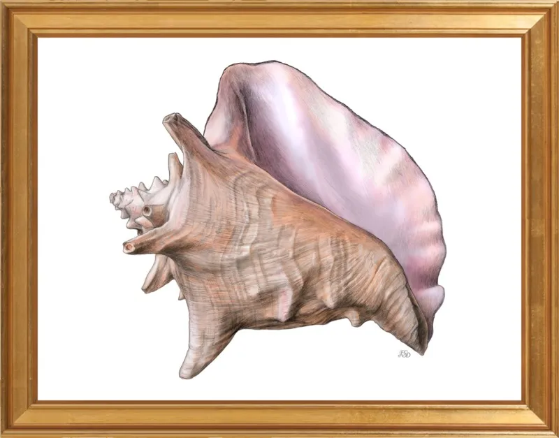 Queen conch  by Emily S. Damstra for Artfully Walls