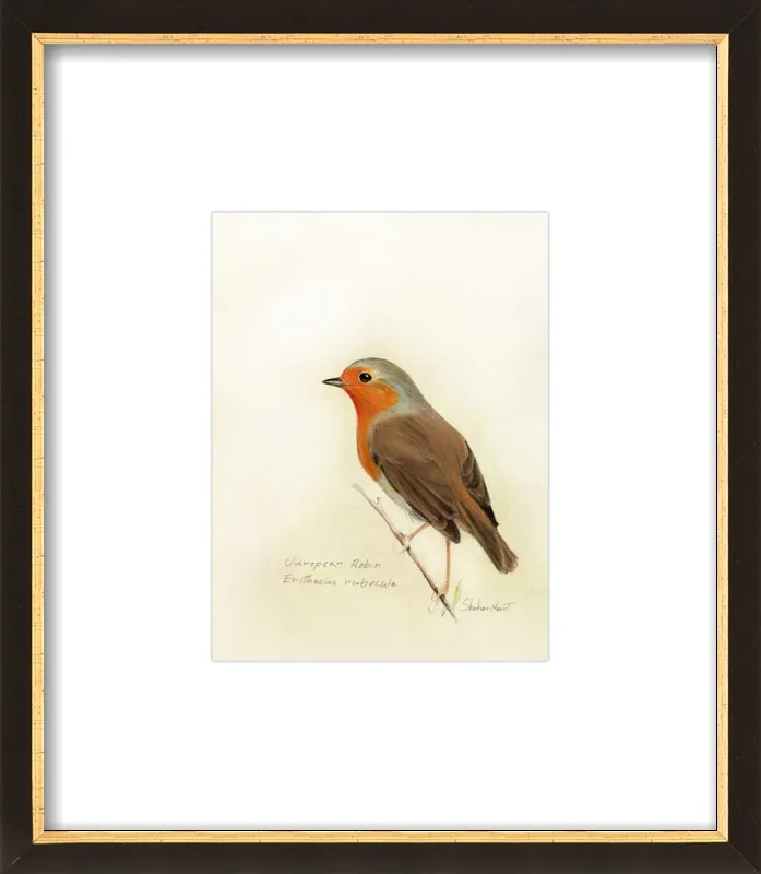 European Robin by Shahar Navot for Artfully Walls