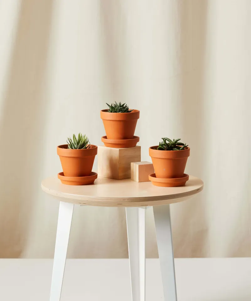 Aloe Collection -  Terracotta
