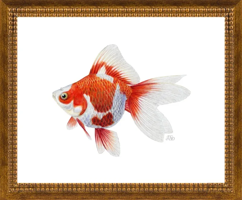 Japanese ryukin goldfish by Emily S. Damstra for Artfully Walls