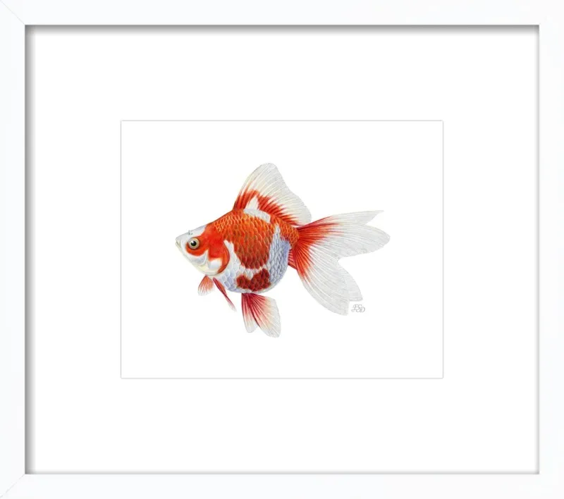 Japanese ryukin goldfish by Emily S. Damstra for Artfully Walls