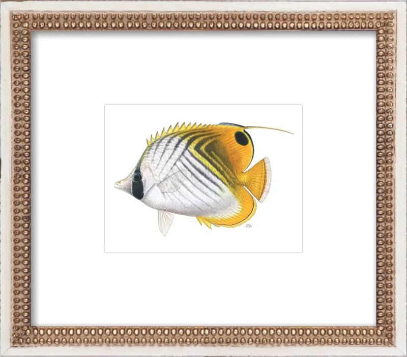 Threadfin butterflyfish by Emily S. Damstra for Artfully Walls