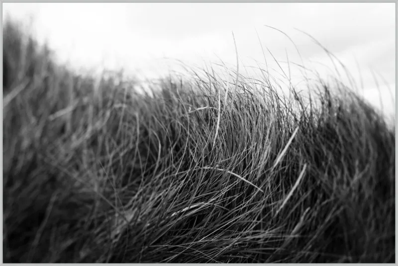 Beach Grass #3 by Alicia Bock for Artfully Walls
