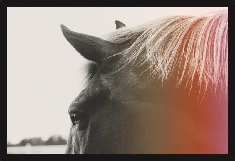Pink Pony by Alicia Bock for Artfully Walls