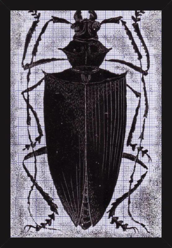 Black Beetle on Grey by Tennopent Sooster for Artfully Walls