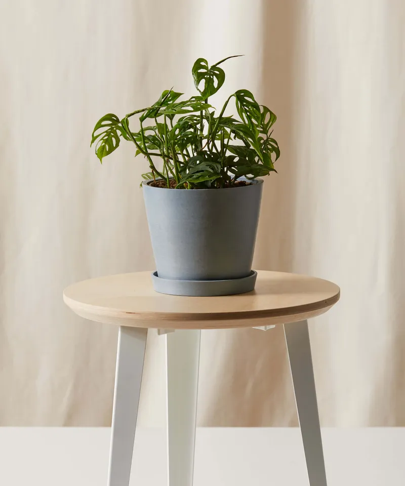 Monstera Adansonii -  Slate