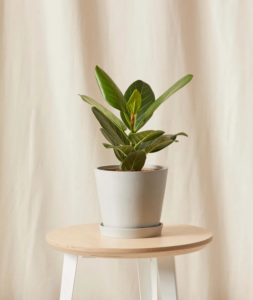 Little Ficus Audrey -  Stone
