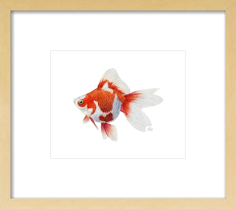 Japanese ryukin goldfish by Emily S. Damstra for Artfully Walls