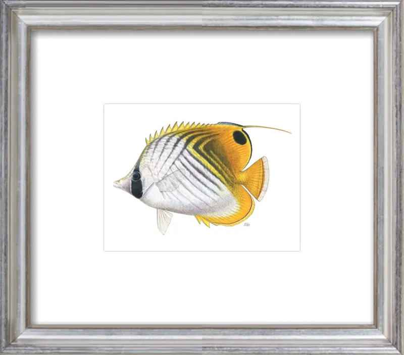 Threadfin butterflyfish by Emily S. Damstra for Artfully Walls