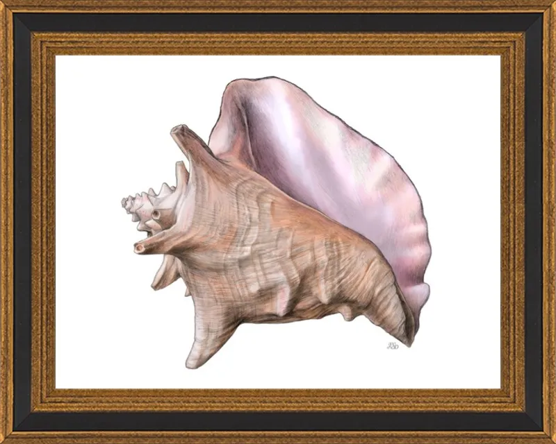 Queen conch  by Emily S. Damstra for Artfully Walls