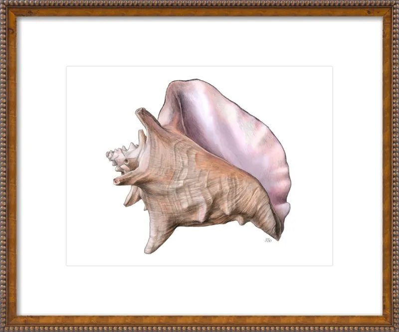 Queen conch  by Emily S. Damstra for Artfully Walls