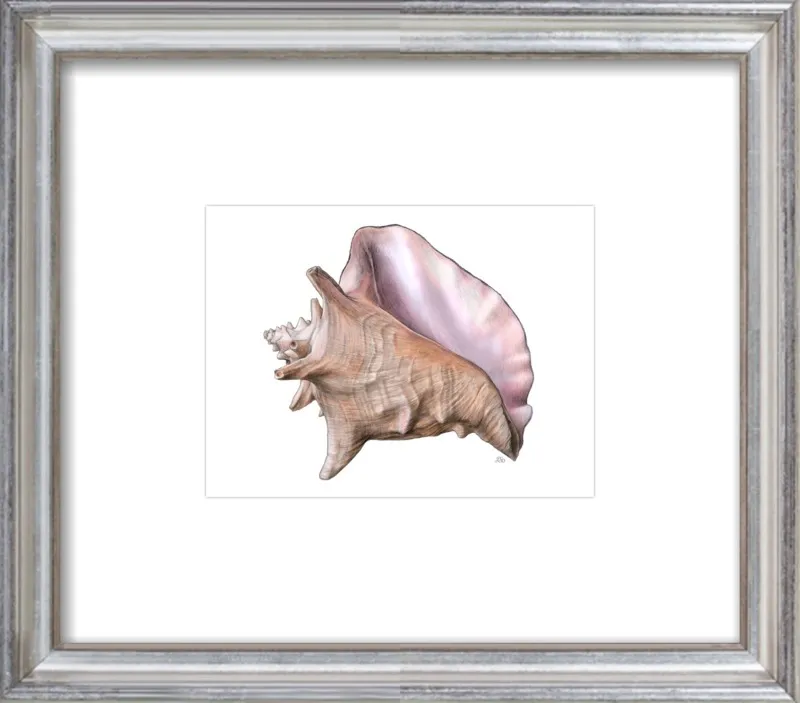Queen conch  by Emily S. Damstra for Artfully Walls