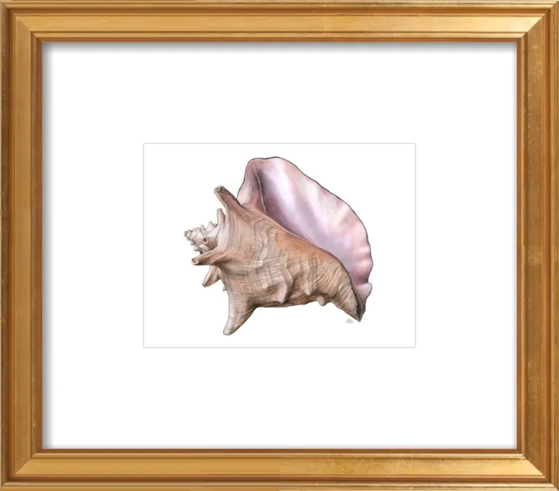 Queen conch  by Emily S. Damstra for Artfully Walls