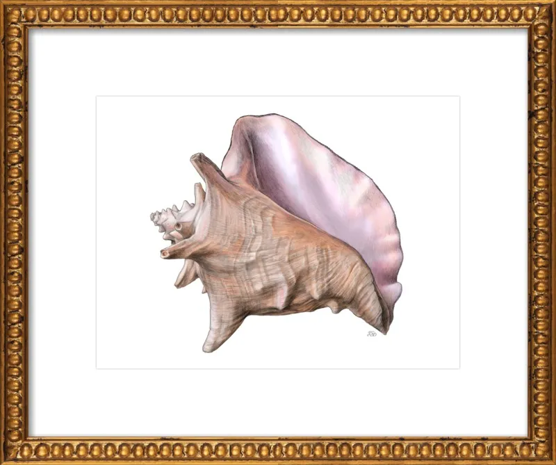 Queen conch  by Emily S. Damstra for Artfully Walls