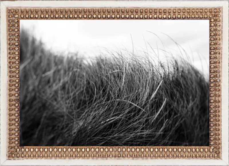 Beach Grass #3 by Alicia Bock for Artfully Walls