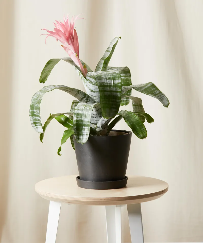 Bromeliad Aechmea Pink -  Charcoal